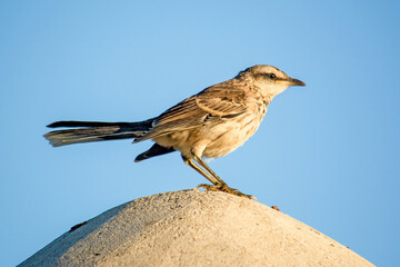 Chalk-browed mockingbird bird, Florianópolis, Brazil