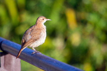 Rufous hornero, João-de-barro bird, perched on railing, Florianópolis, Brazil