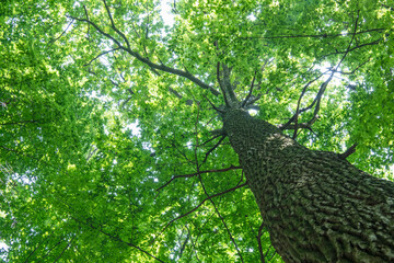 Fototapeta premium green forest background in a sunny day
