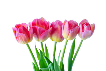 Bouquet of pink tulips isolated on a white