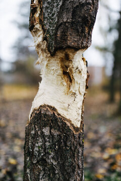 close-up photo of a tree treated by a beaver