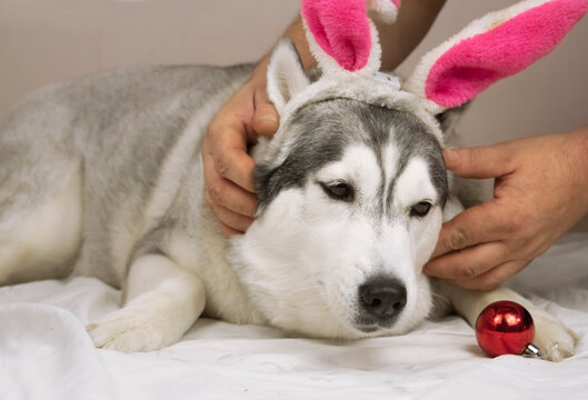 
a big husky dog is lying in bed like a man with a book and a cup with a drink with rabbit ears on his head
