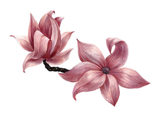 Hand draw flowers magnolia on white background.