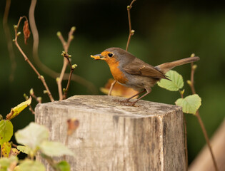 A robin specimen with food in its beak photographed in Spain