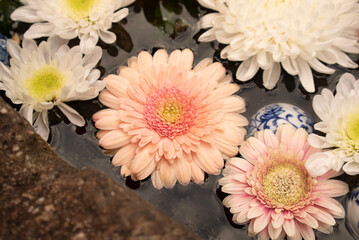 pink gerber daisies