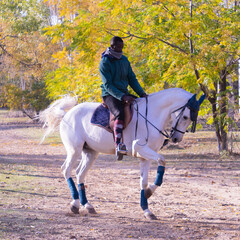 JINETE MONTANDO CABALLO