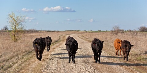 Herd of cattle on strolling down a gravel road