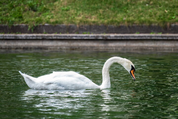 A graceful white swan swimming on a lake with dark water. The white swan is reflected in the water
