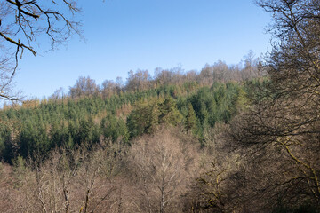 Fototapeta premium Forest on the Millevaches Plateau