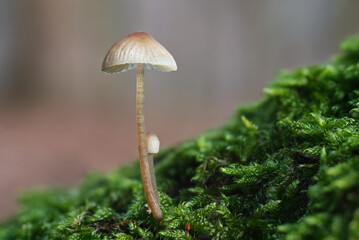 Small poisonous fungus Mycena growing from moss on the root of a mature spruce tree.