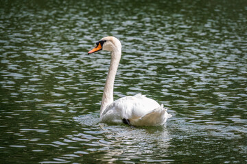 A graceful white swan swimming on a lake with dark water. The white swan is reflected in the water