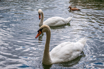 Two graceful white swans swim in the dark water.