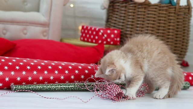 little funny kitten plays with Christmas decorations on the background of gifts. High quality 4k footage