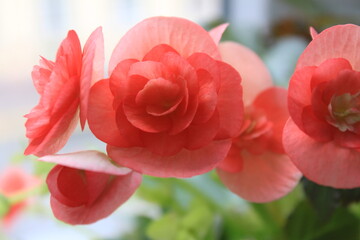 begonia