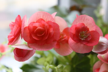 begonia
