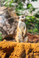 Fototapeta premium Meerkat, Suricata suricatta, on hind legs. Portrait of meerkat standing on hind legs with alert expression. Portrait of a funny meerkat sitting on its hind legs.