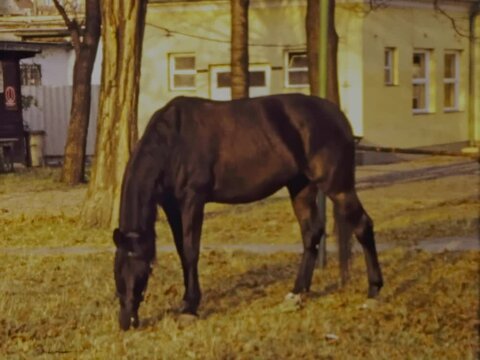 Italy 1973, Horse grazes on the grass