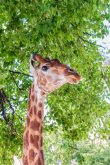 Close-up giraffe head on green leaves background