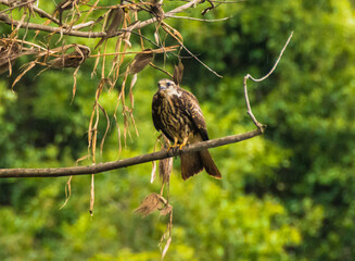 View of a hawk in the Amazon rainforest - Careiro, Amazonas, Brazil