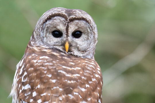 A barred owl turns and looks at the camera in Toronto's Downsview Park.