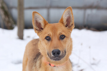 fawn dog closeup photo on snowy white background
