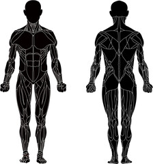 Human body, muscular system, human anatomy, front view, back view. Silhouette