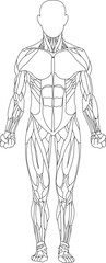 Human body, muscular system, human anatomy, front view