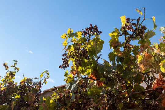 parra de uvas