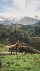 Horses in the mountains one of them looking at the camera and making a strange but funny face expression