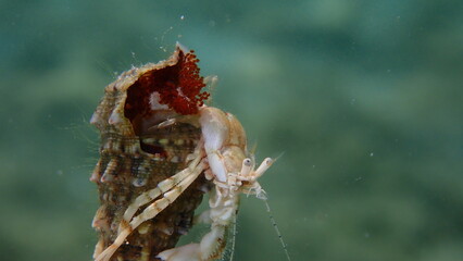 Roux's hermit crab or small hermit crab, south-claw hermit crab (Diogenes pugilator) carrying eggs extreme close-up undersea, Aegean Sea, Greece, Thasos island