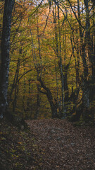 Dark forest in autum with brown, orange and yellow tones