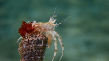 Roux's hermit crab or small hermit crab, south-claw hermit crab (Diogenes pugilator) carrying eggs extreme close-up undersea, Aegean Sea, Greece, Thasos island