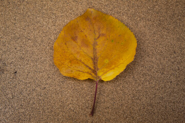 hoja en suelo