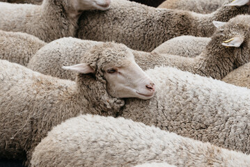 Flock of sheep passing through a cattle route. Close-up view