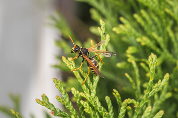 Makro detail Nahaufnahme einer Wespe sitzt auf einem Blatt einer Thuja Pflanze  im Sonnenlicht, Deutschland