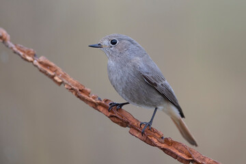 The black redstart (Phoenicurus ochruros)
