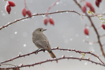 The black redstart (Phoenicurus ochruros) under a snowfall.
