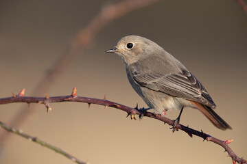 The black redstart (Phoenicurus ochruros)