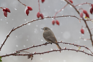 The black redstart (Phoenicurus ochruros) under a snowfall.
