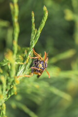 Makro detail Nahaufnahme einer Wespe sitzt auf einem Blatt einer Thuja Pflanze  im Sonnenlicht, Deutschland