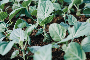 Futuristic businessman farms vegetables and crops using modern AI technology using mobile phones, temperature and humidity sensors, water tracking, climate control, holographic data data icons.