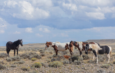 Wild Horses in Autumn in the Wyoming Desert