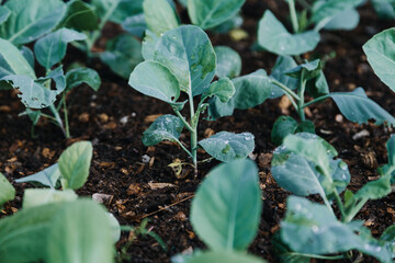 Futuristic businessman farms vegetables and crops using modern AI technology using mobile phones, temperature and humidity sensors, water tracking, climate control, holographic data data icons.