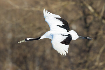 Japanese red head Tancho cranes in Hokkaido, Japan