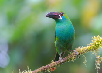 Crimson-rumped Toucanet, Aulacorhynchus haematopygus