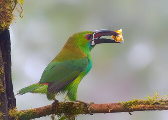 Crimson-rumped Toucanet, Aulacorhynchus haematopygus
