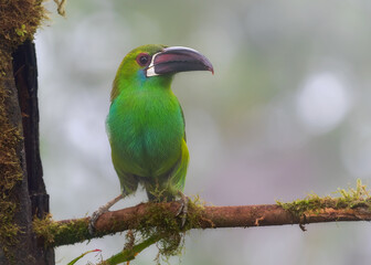 Crimson-rumped Toucanet, Aulacorhynchus haematopygus