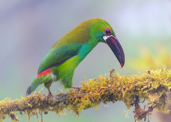 Crimson-rumped Toucanet, Aulacorhynchus haematopygus