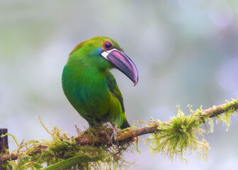 Crimson-rumped Toucanet, Aulacorhynchus haematopygus