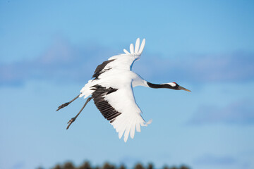Japanese red head Tancho cranes in Hokkaido, Japan